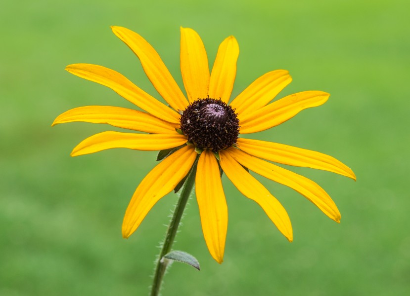 Rudbeckia fulgida 'Goldsturm' (d.j.b.) 02