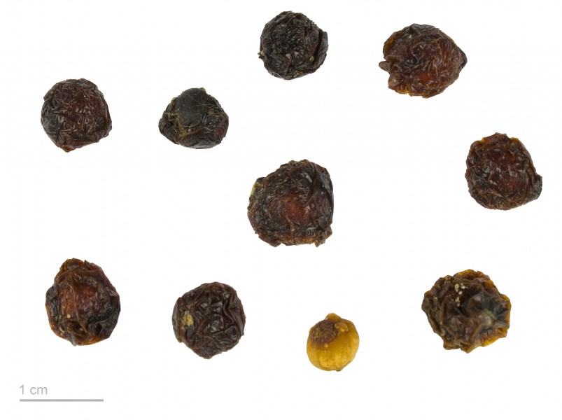 Ruscus hypoglossum MHNT.BOT.2009.13.62
