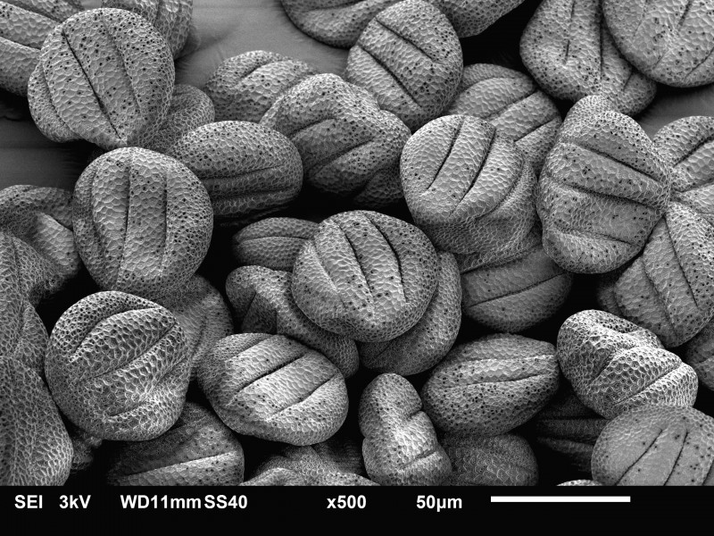 Sage pollen