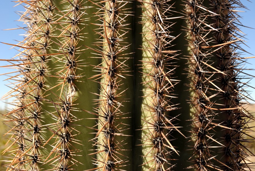Saguaro trunk - close up (6989395593)