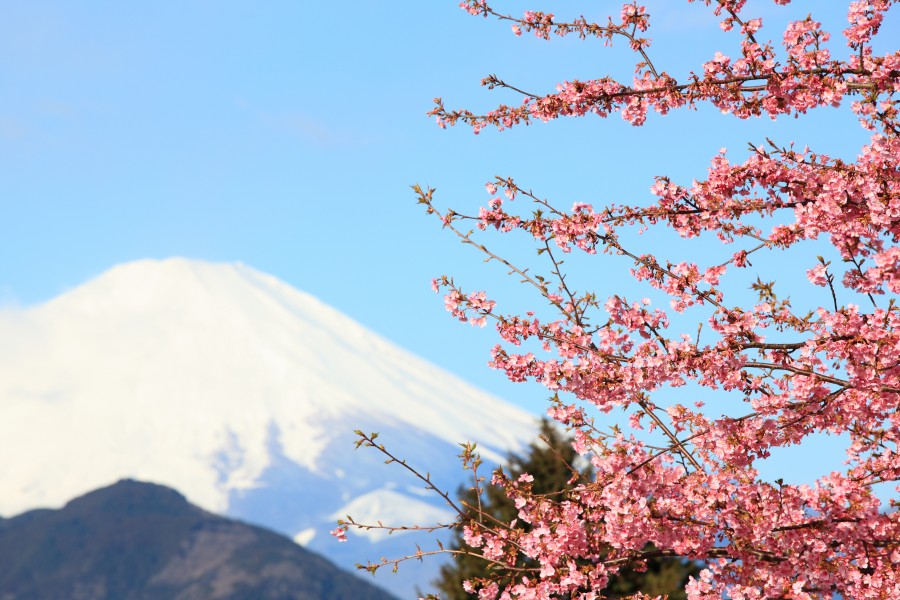 Sakura and Mt. Fuji 桜(さくら)と富士山(ふじさん)