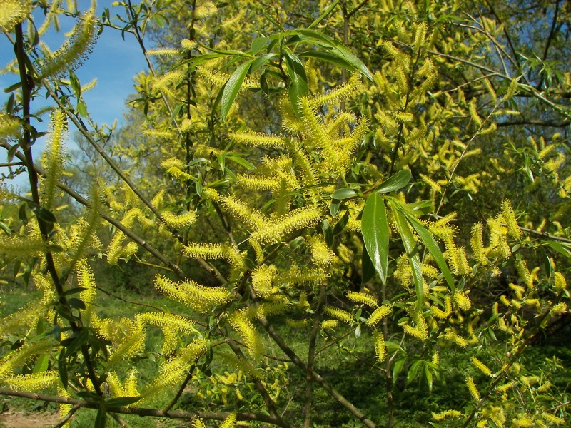 Salix alba 011