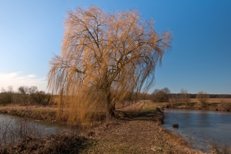 Salix alba 4 seasons Winter (002)