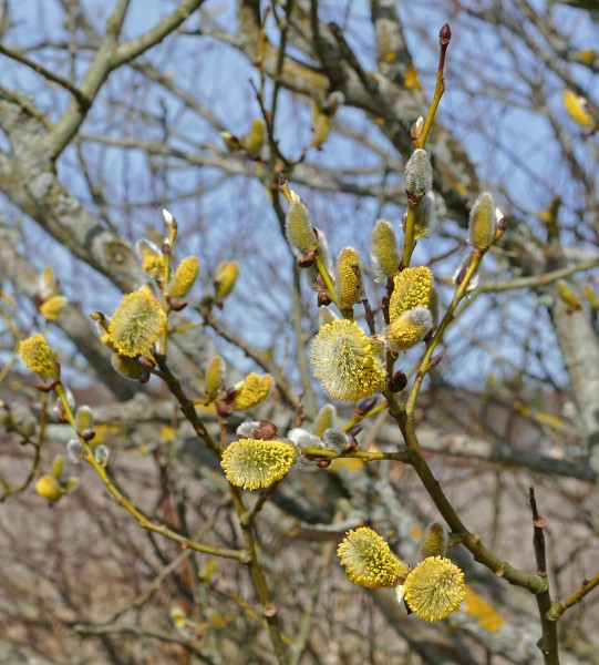 Salix caprea in Gåseberg