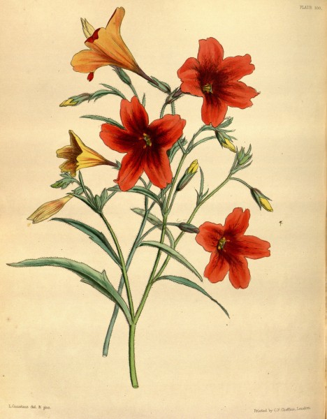 Salpiglossis sinuata Paxton 100