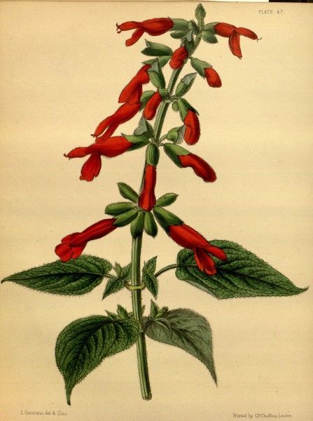 Salvia gesneriiflora Paxton 047