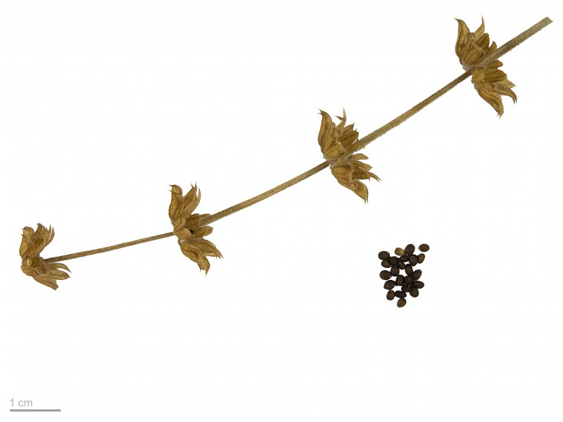 Salvia pratensis MHNT.BOT.2007.40.29