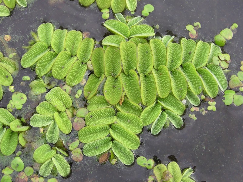 Salvinia natans (habitus) 1