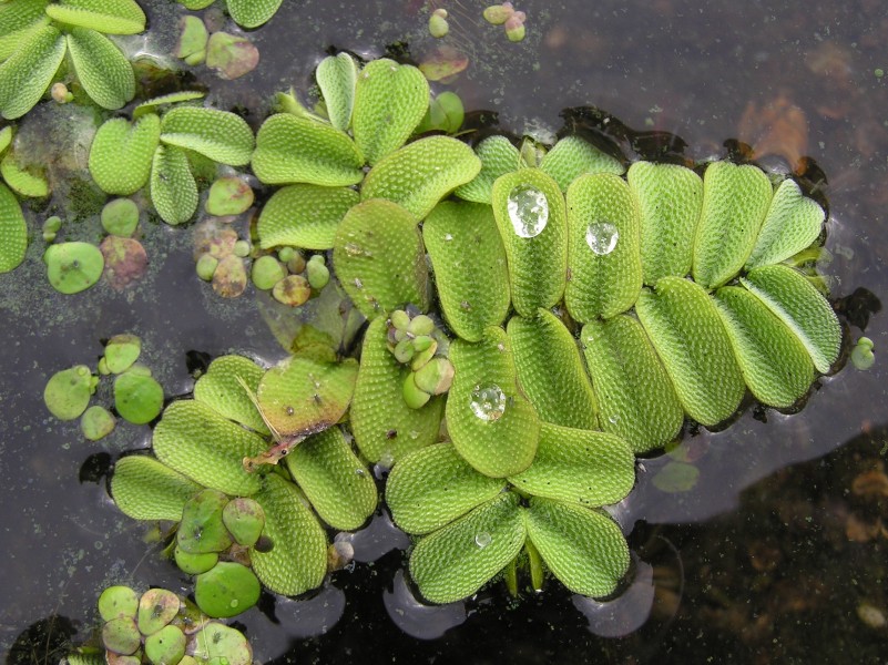 Salvinia natans (habitus) 2