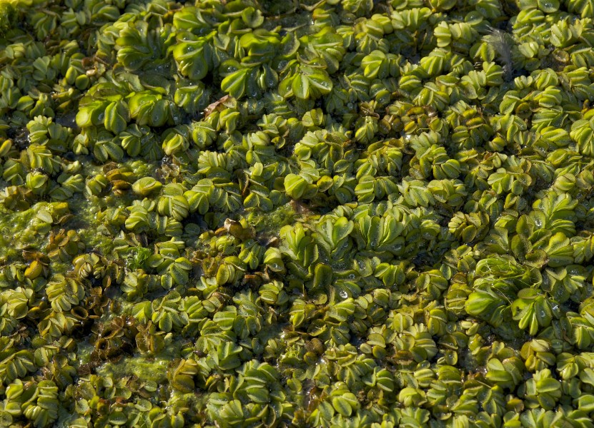 Salvinia natans JdP