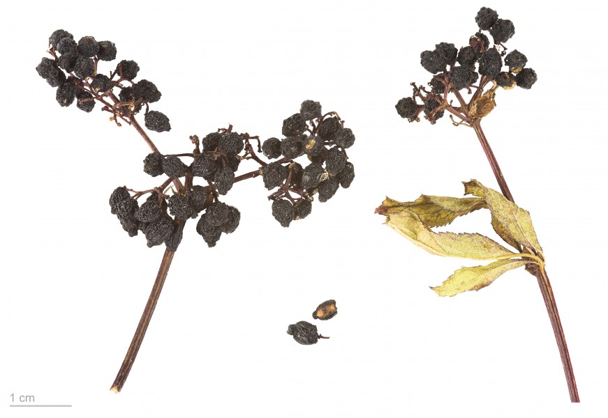Sambucus ebulus MHNT.BOT.2004.0.506