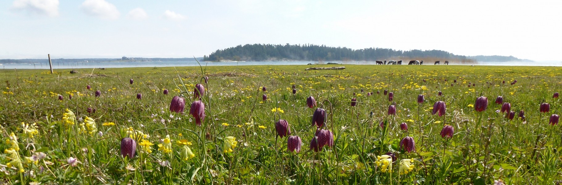 Sandemar fågelseservat 2012a