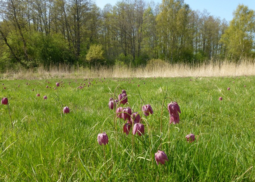 Sandemar naturreservat kungsängslilja 2012