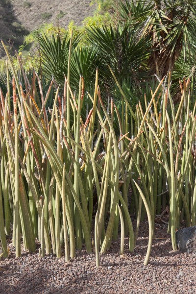 Sansevieria stuckyi - Jardín Botánico Canario Viera y Clavijo - Gran Canaria