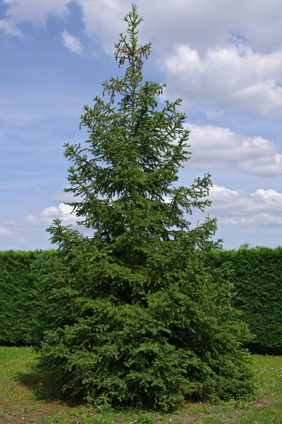 Sapin blanc FR 2012