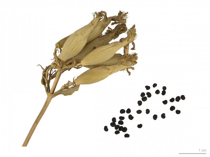 Saponaria officinalis MHNT.BOT.40.40