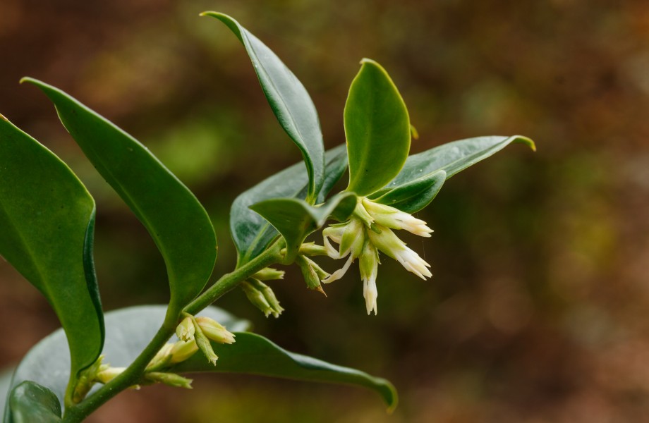 Sarcococca confusa. Locatie Tuinreservaat Jonkervallei 02