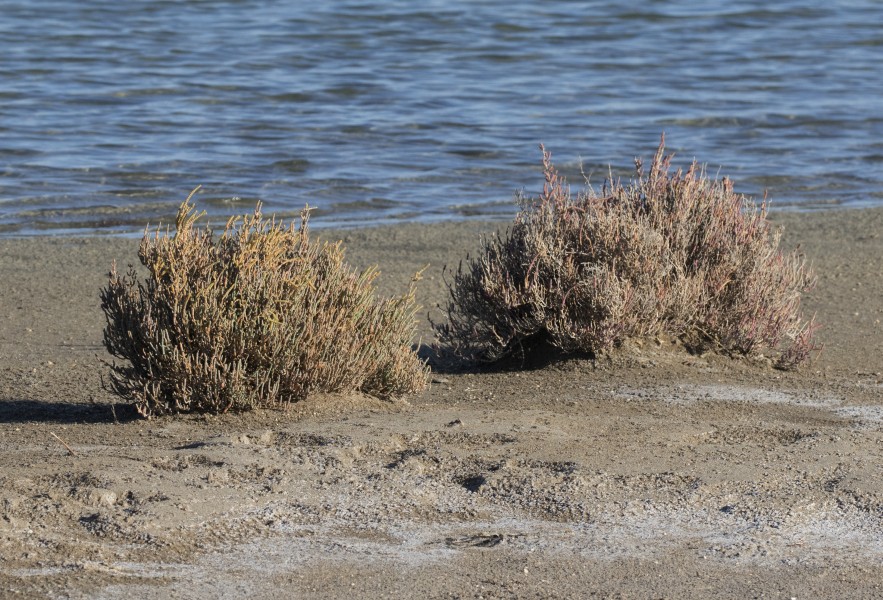 Sarcocornia perennis - Perennial glasswort, Mersin 2016-11-19 02-3