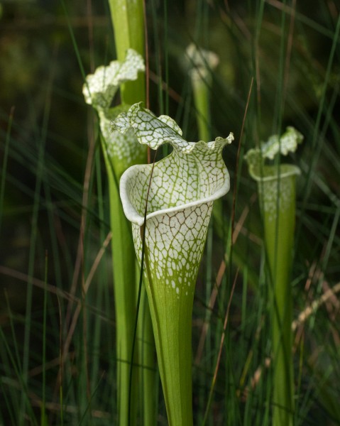 Sarracenia leucophylla at the Brooklyn Botanic Garden (81396)