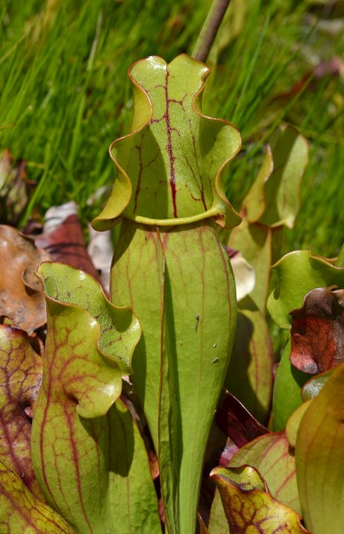 Sarracenia purpurea Vertical