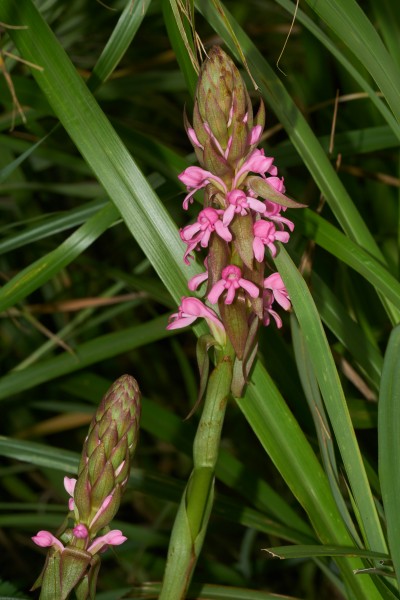 Satyrium nepalense-Silent Valley-2016-08-13-001