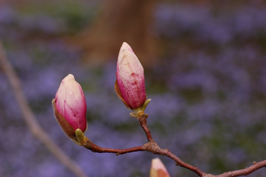 Saucer Magnolia x soulangeana Bud Pair