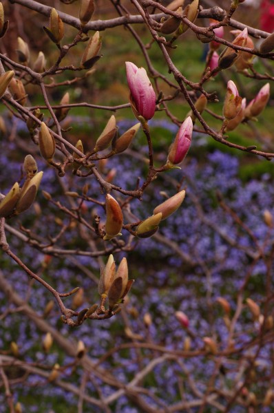 Saucer Magnolia x soulangeana Buds
