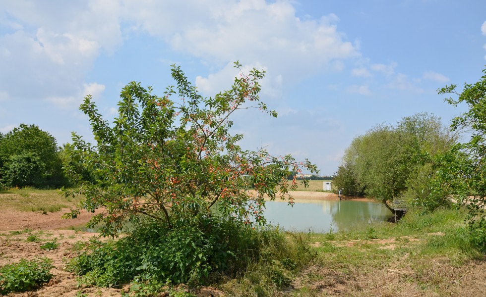 Savigné 86 Cerisier&mare 2014