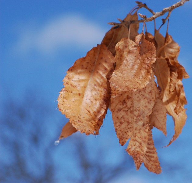 Sawtooth Oak Quercus acutissima Dried Leaves 2100px
