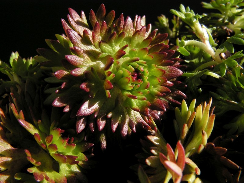 Saxifraga x arendsii20140401 14