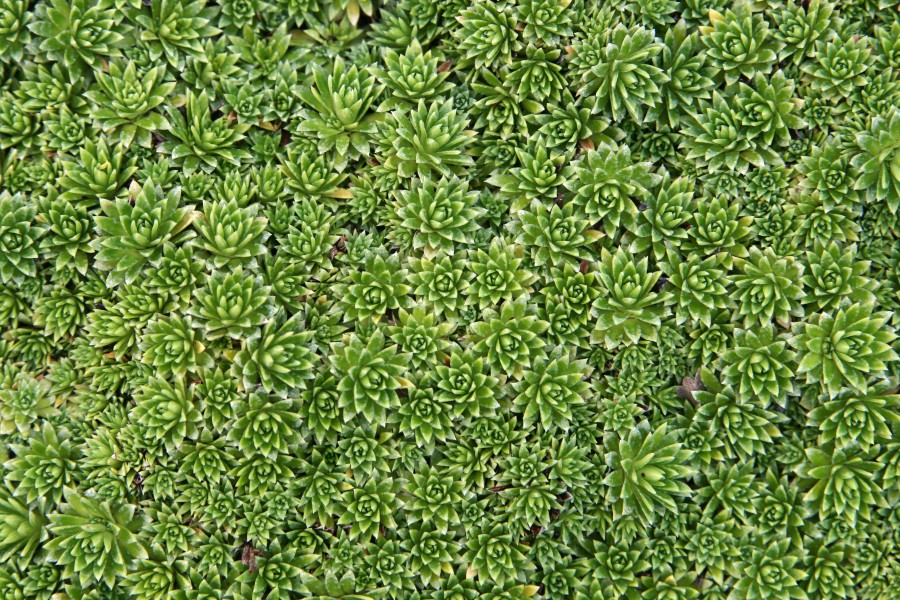 Saxifrage (3816618466)