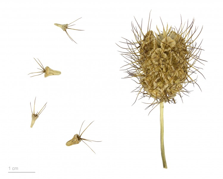 Scabiosa atropurpurea MHNT.BOT.2011.3.30