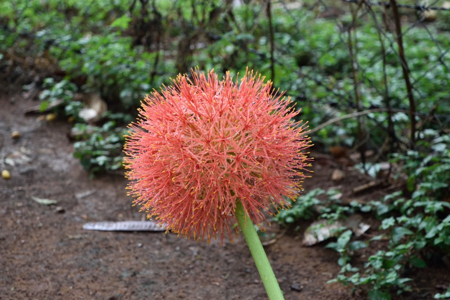 Scadoxus Multiforus 13062015