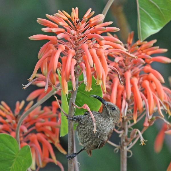 Scarlet-chested sunbird (Chalcomitra senegalensis lamperti) female