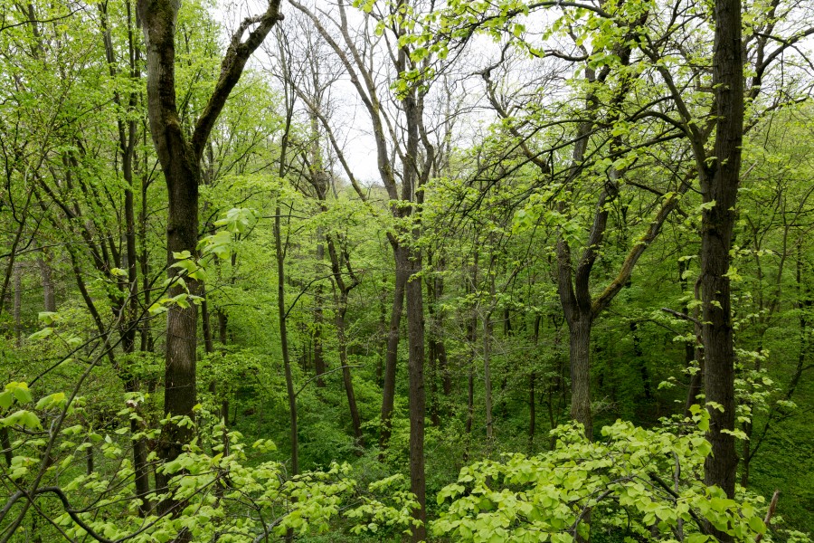 Schönstedt, Nationalpark Hainich, Ausblick vom Baumkronenpfad -- 2017 -- 0197