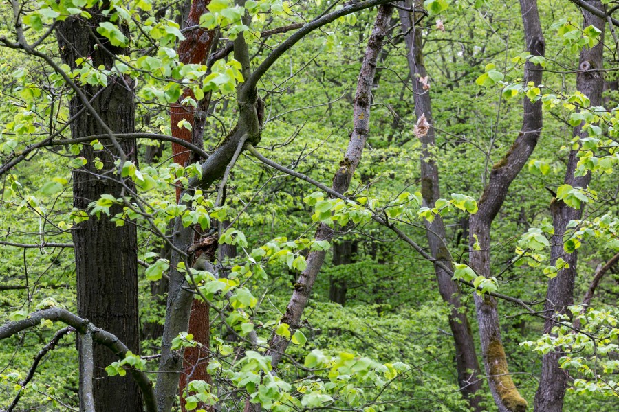 Schönstedt, Nationalpark Hainich, Ausblick vom Baumkronenpfad -- 2017 -- 0199
