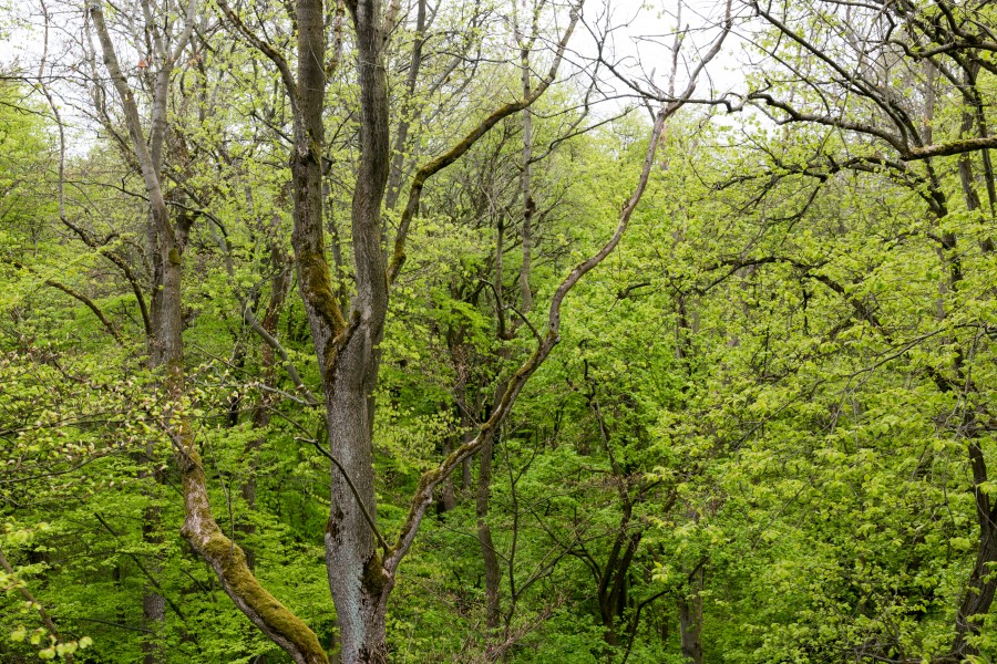 Schönstedt, Nationalpark Hainich, Ausblick vom Baumkronenpfad -- 2017 -- 0206