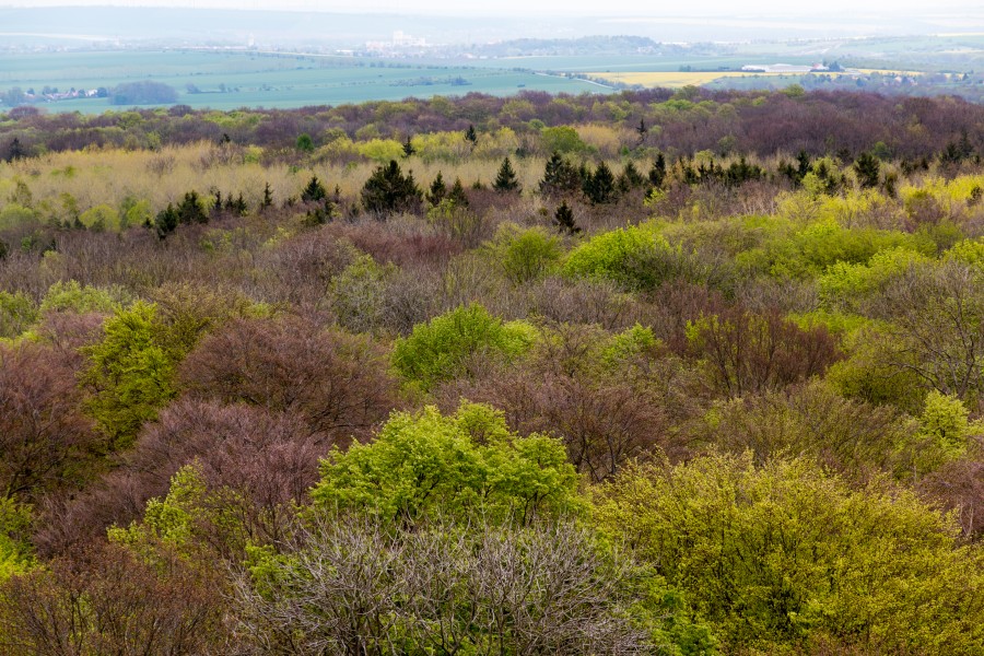 Schönstedt, Nationalpark Hainich, Ausblick vom Baumkronenpfad -- 2017 -- 0219