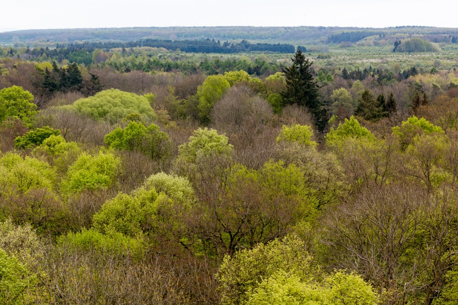 Schönstedt, Nationalpark Hainich, Ausblick vom Baumkronenpfad -- 2017 -- 0224