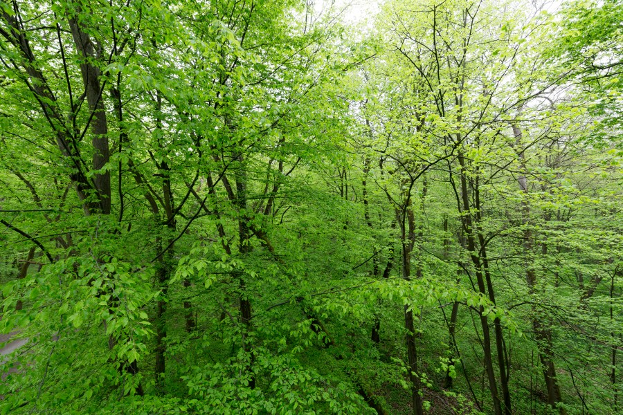Schönstedt, Nationalpark Hainich, Ausblick vom Baumkronenpfad -- 2017 -- 7453