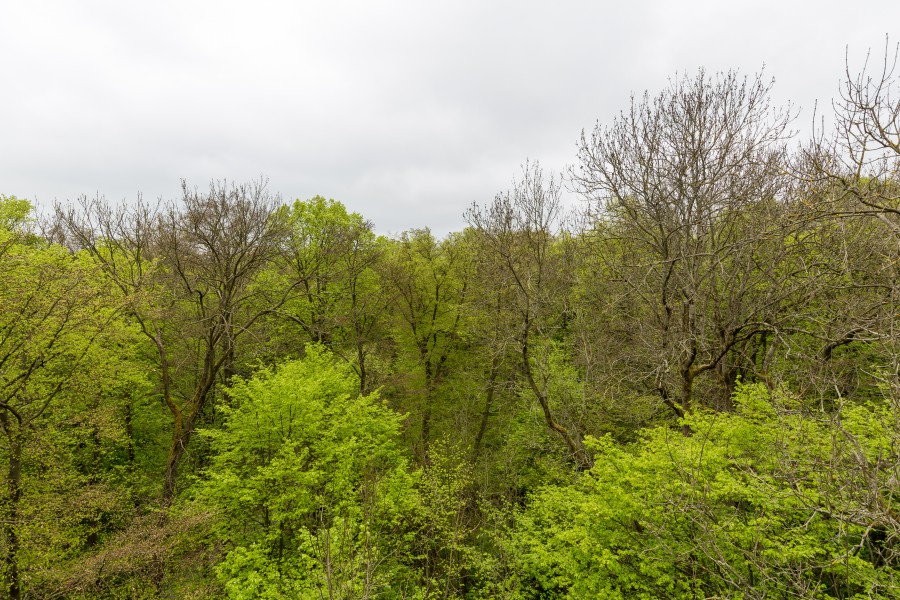 Schönstedt, Nationalpark Hainich, Ausblick vom Baumkronenpfad -- 2017 -- 7457