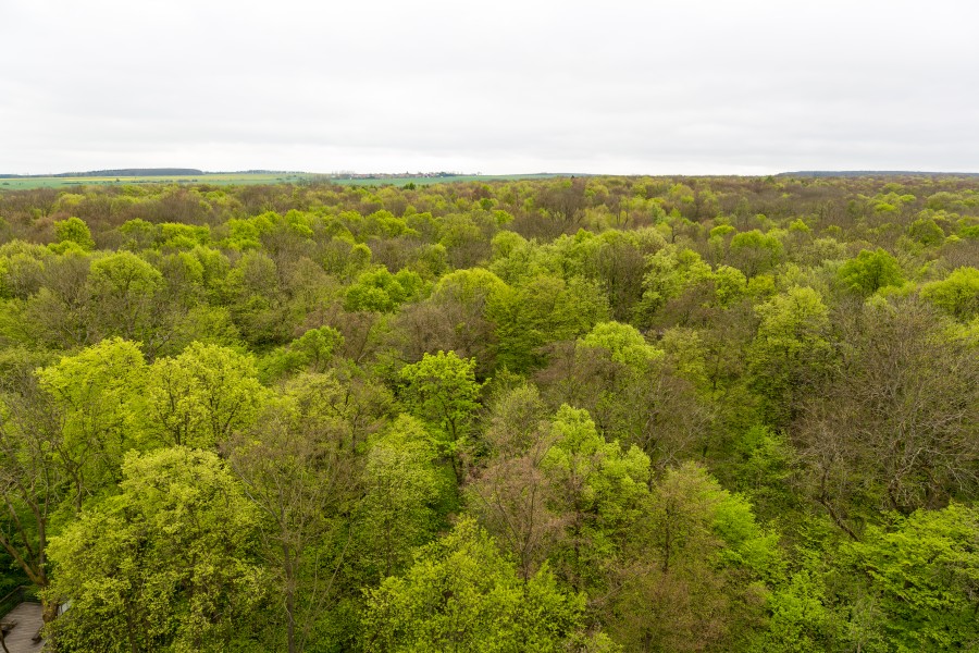 Schönstedt, Nationalpark Hainich, Ausblick vom Baumkronenpfad -- 2017 -- 7460