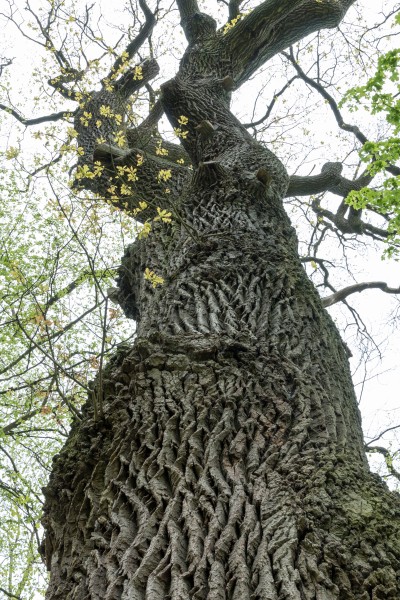 Schönstedt, Nationalpark Hainich, Kolumbuseiche -- 2017 -- 0187