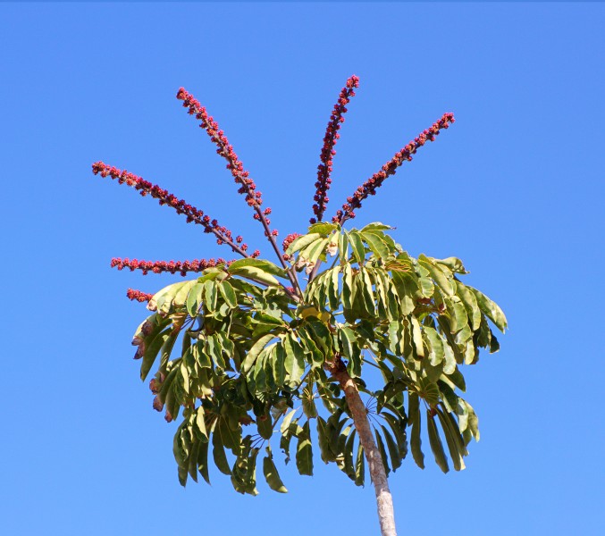 Schefflera actinophylla 02