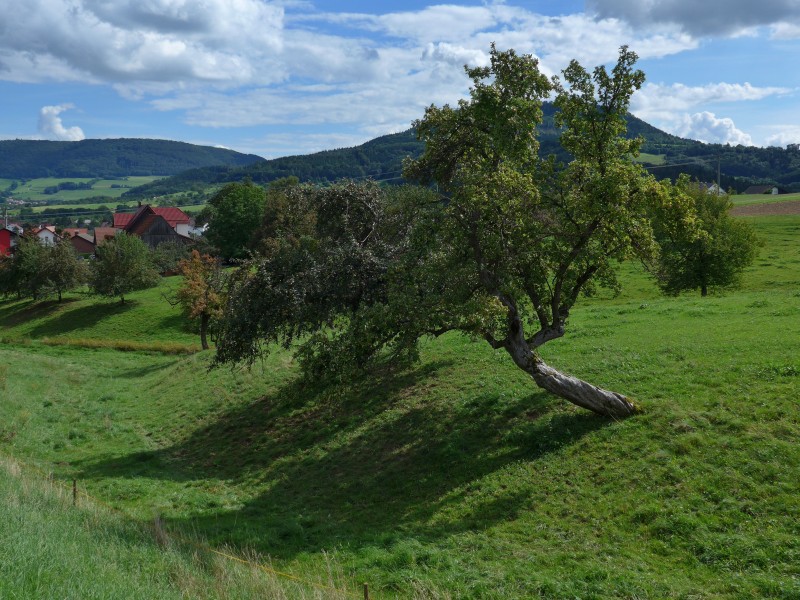 Schiefer Apfelbaum