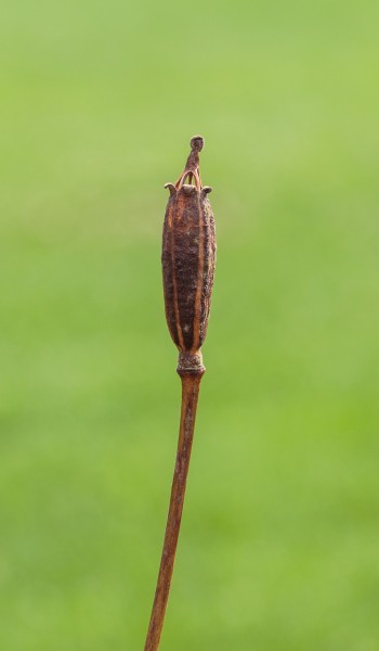 Schijnpapaver (Meconopsis cambrica) Zaaddoos
