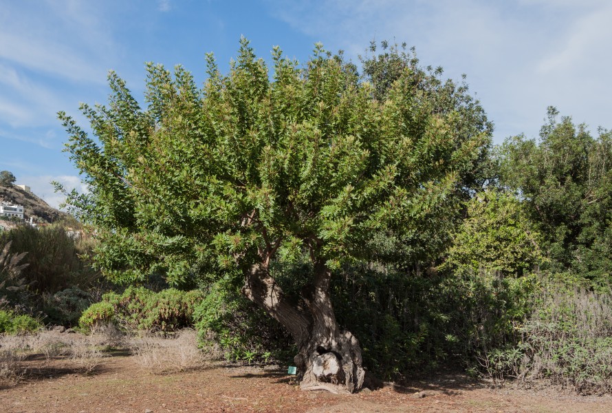 Schinus terebinthifolius - Jardín Botánico Canario Viera y Clavijo - Gran Canaria
