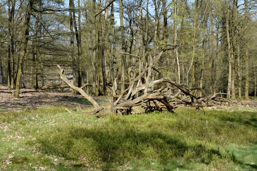 Schleswig-Holstein, Aukrug, Tönsheider Wald NIK 9873