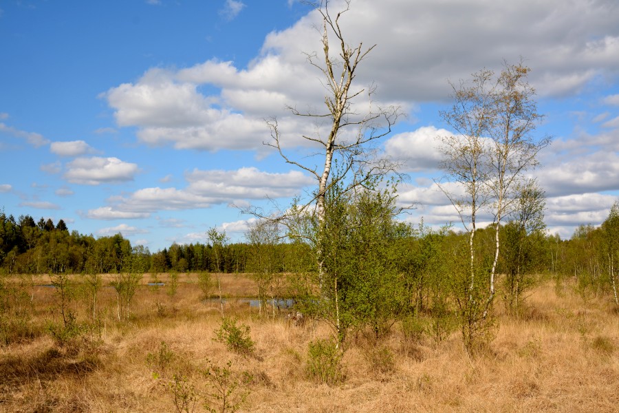 Schleswig-Holstein, Bad Bramstedt, Katenmoor NIK 5985