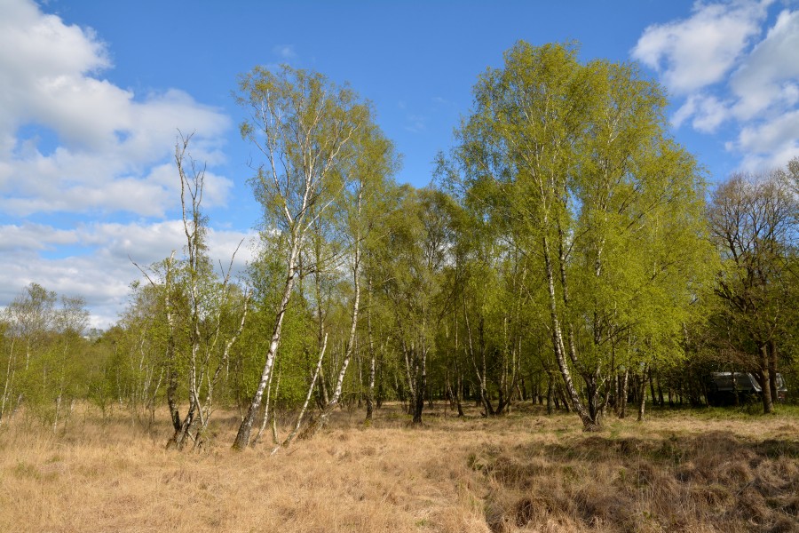 Schleswig-Holstein, Bad Bramstedt, Katenmoor NIK 5993